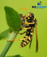 Top Bee Wasp Removal Melbourne image 2